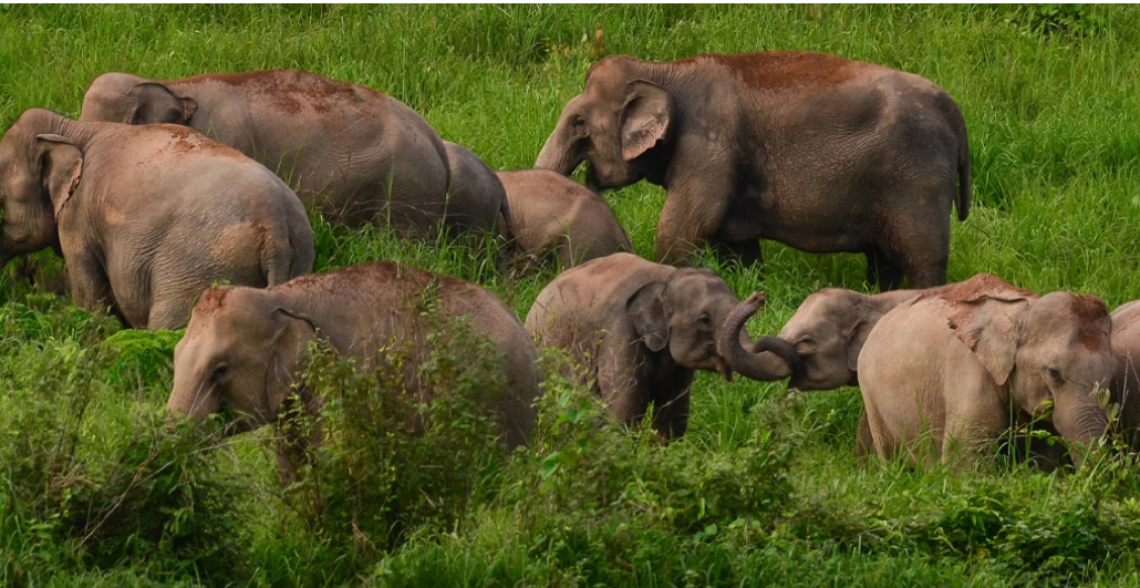Ada 4 Ribu Gajah Liar, Thailand Kaji Kontrasepsi Suntik Tekan Populasi Gajah